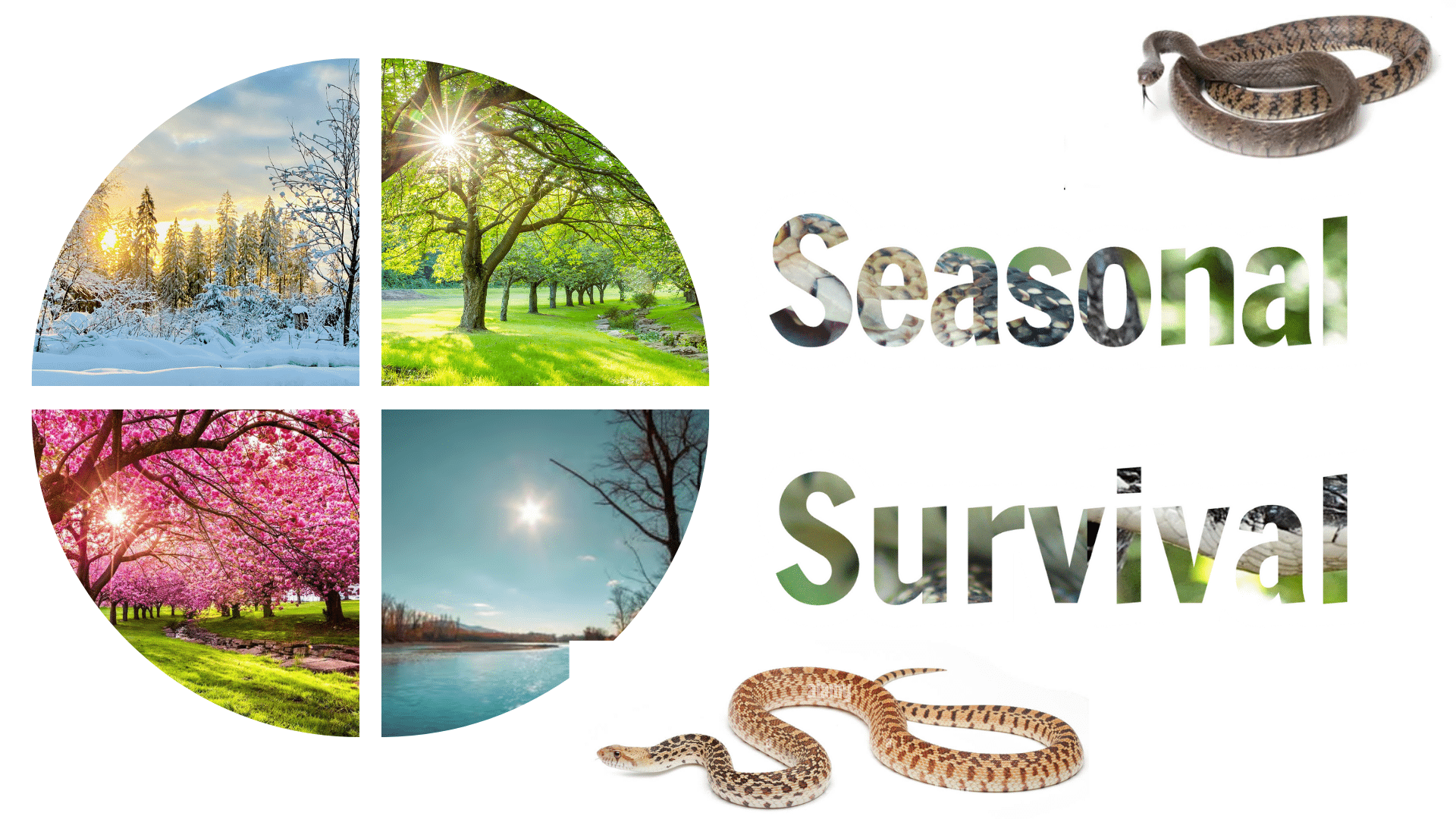 Seasonal Survival of Snakes
