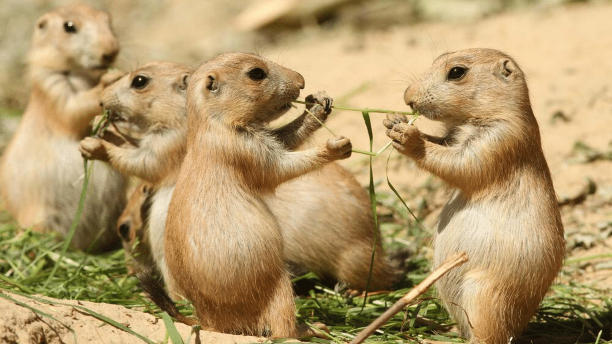 Secret Languages and Communication Methods of Wildlife