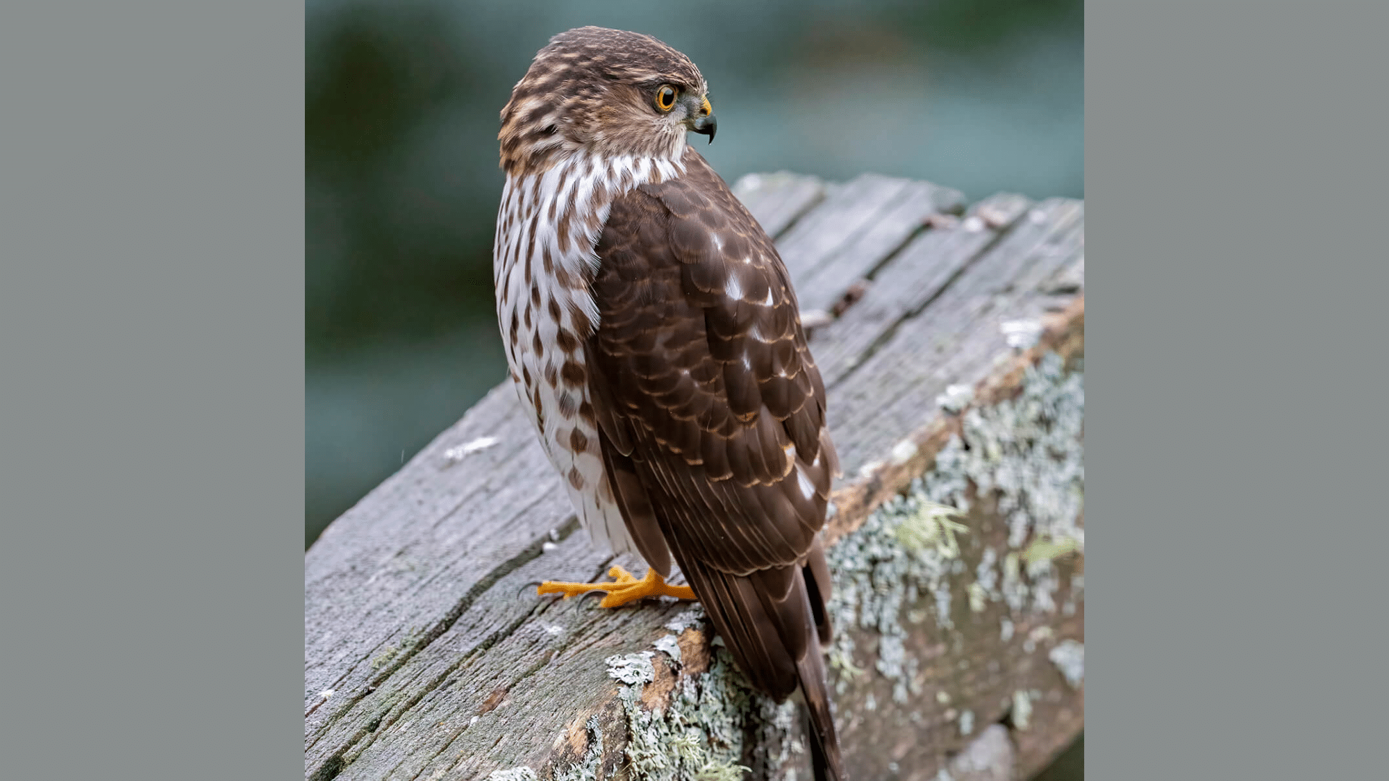 Sharp-shinned Hawk