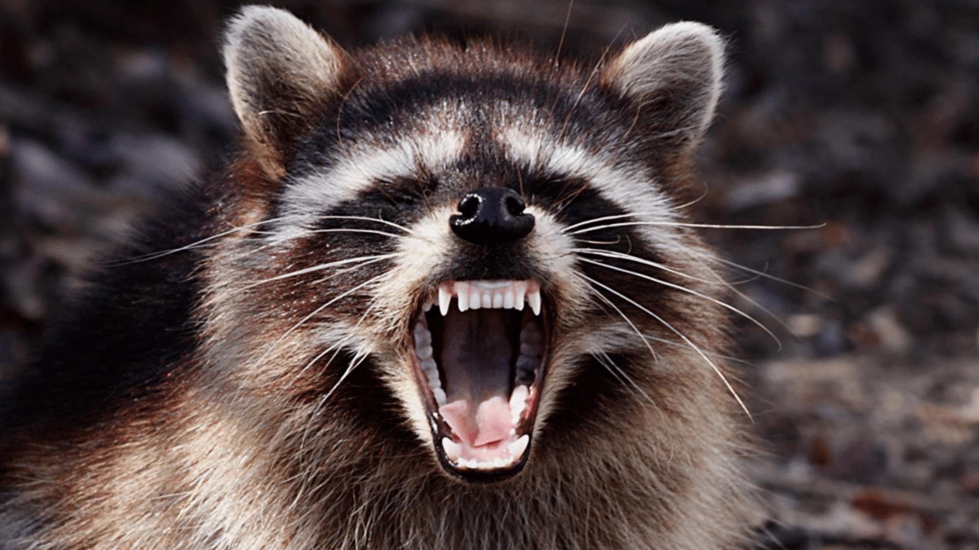 Signs of Rabbies in raccoons (1)