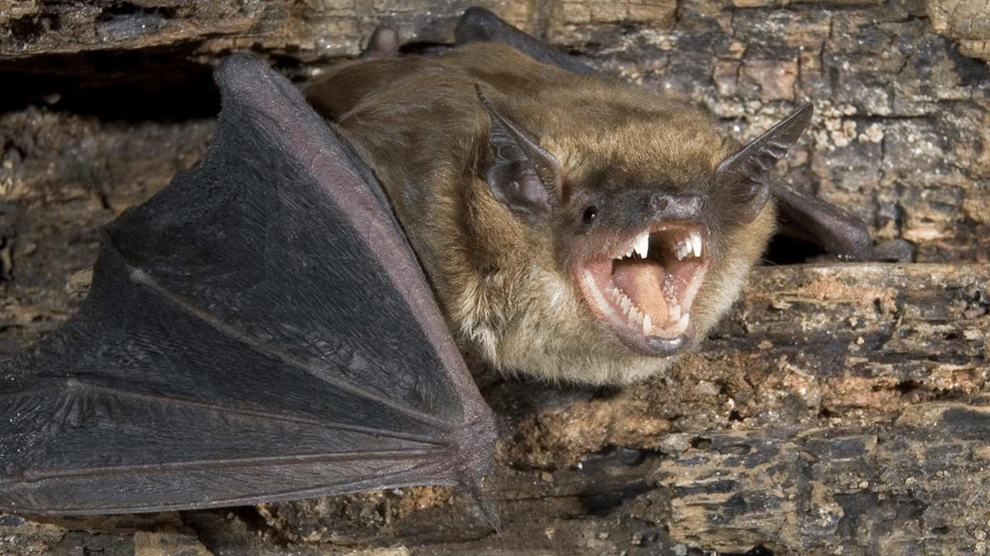 Signs of a Bat Infestation
