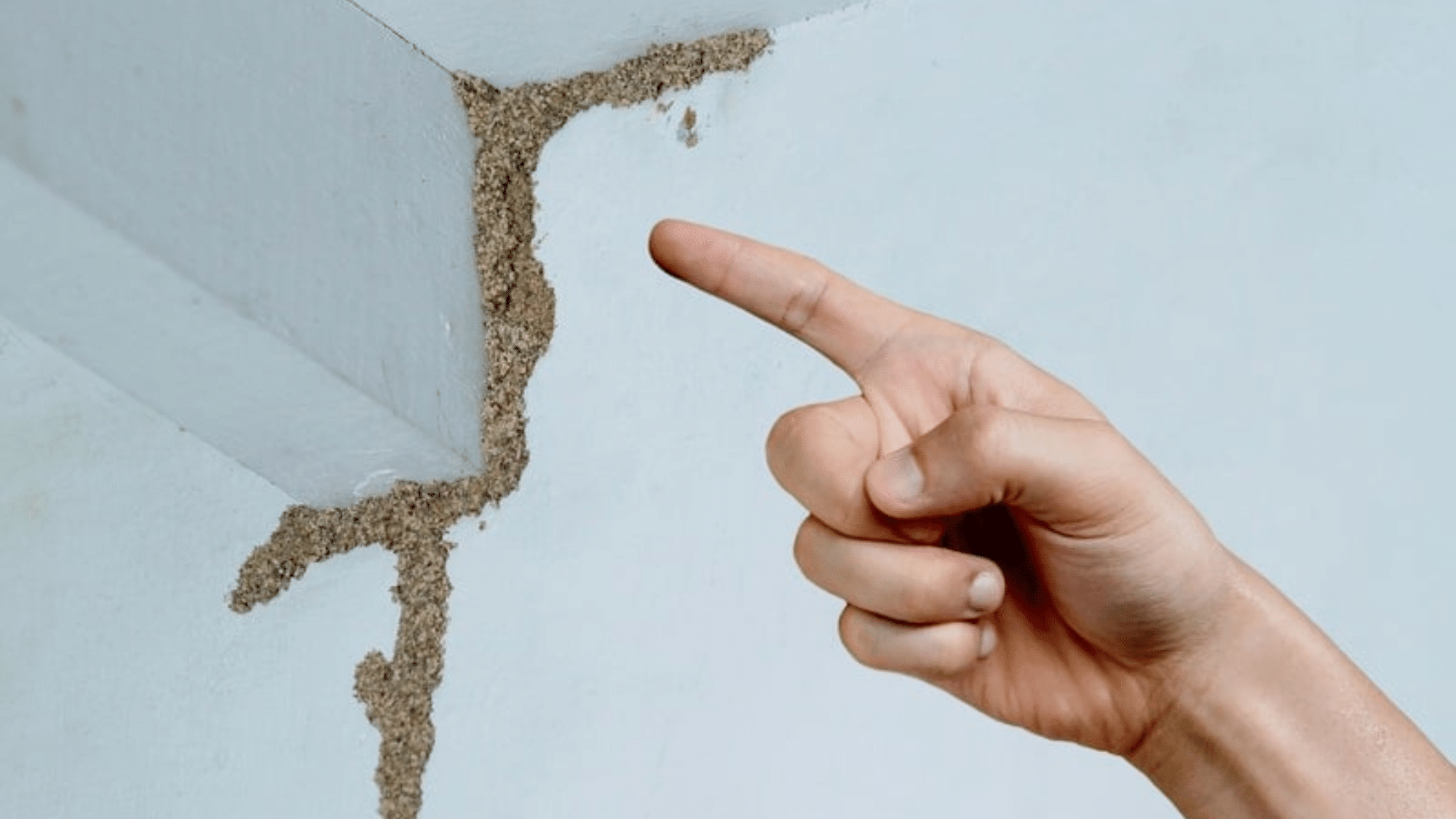 Signs of Termite Presence
