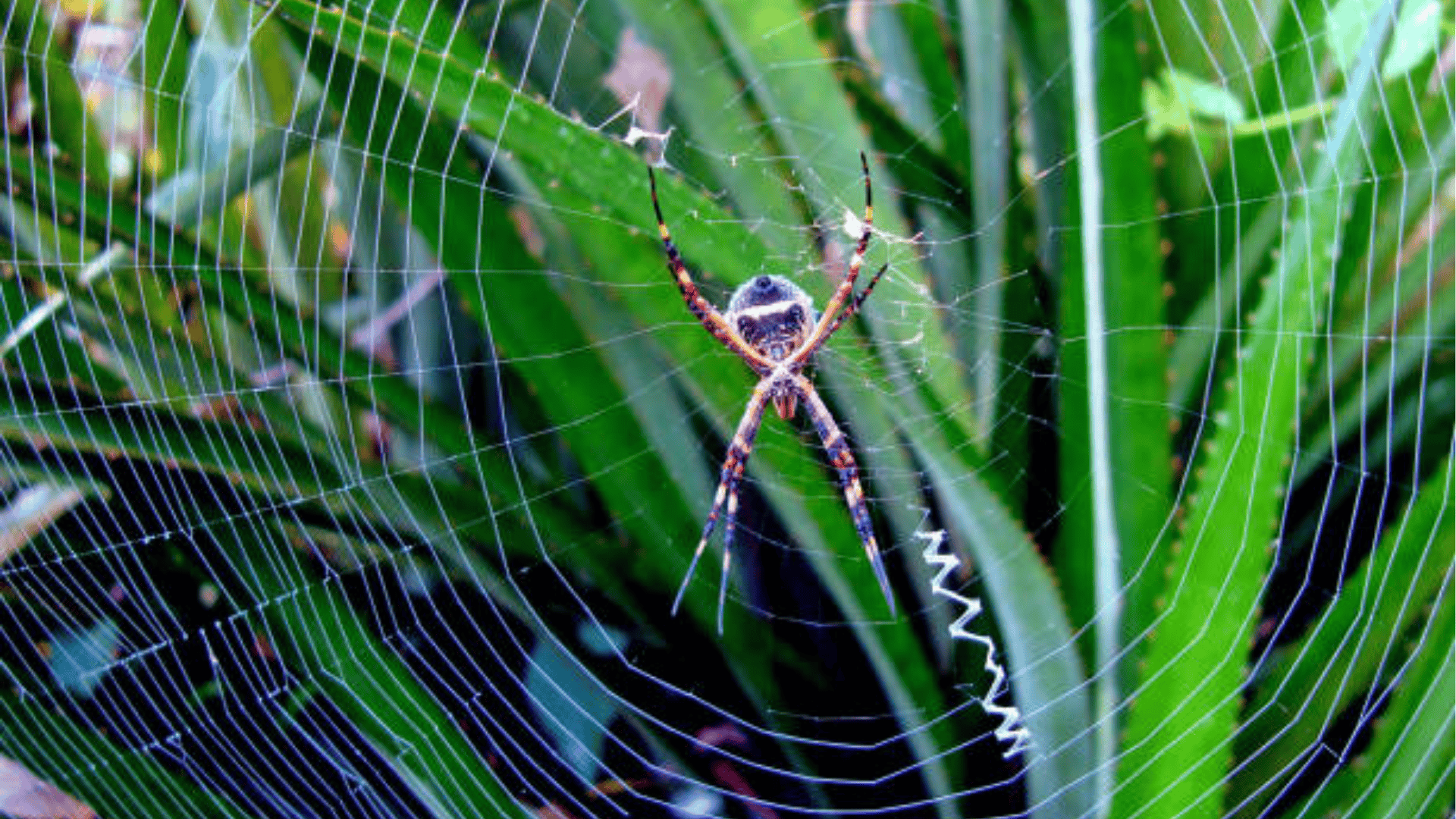 Silver Argiope (Argiope Argentata)