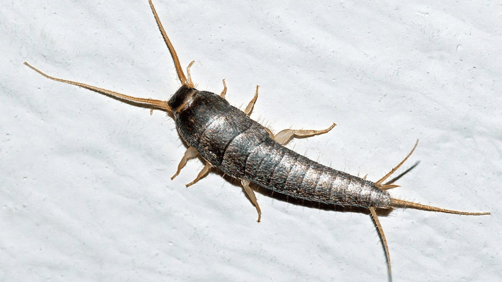 Silverfish