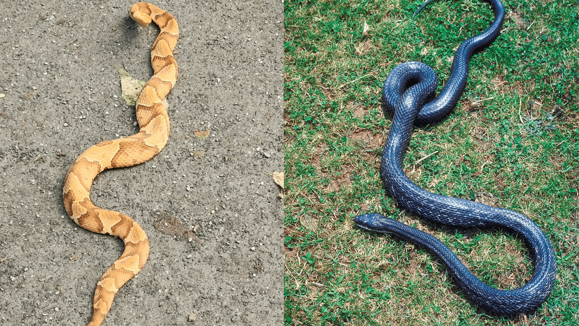 Similarities Between Rat Snake and Copperhead
