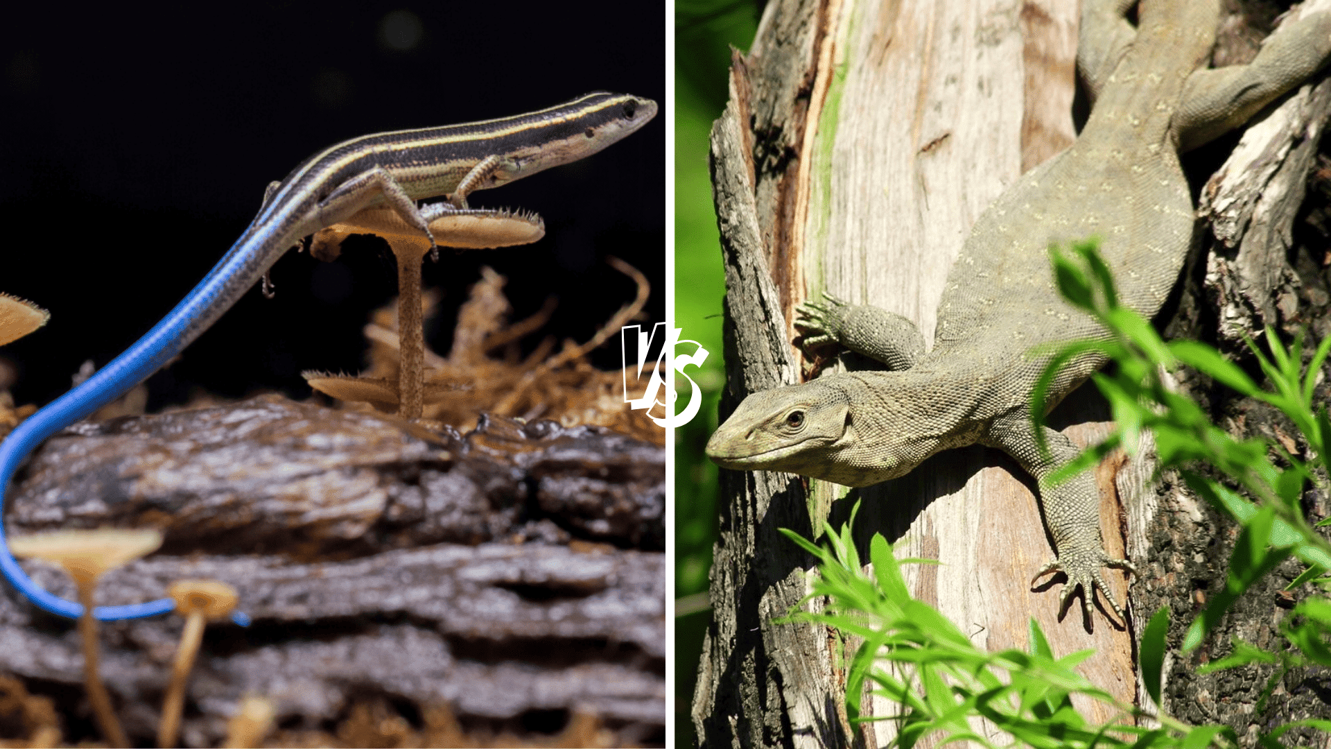 Skink-vs-Lizard
