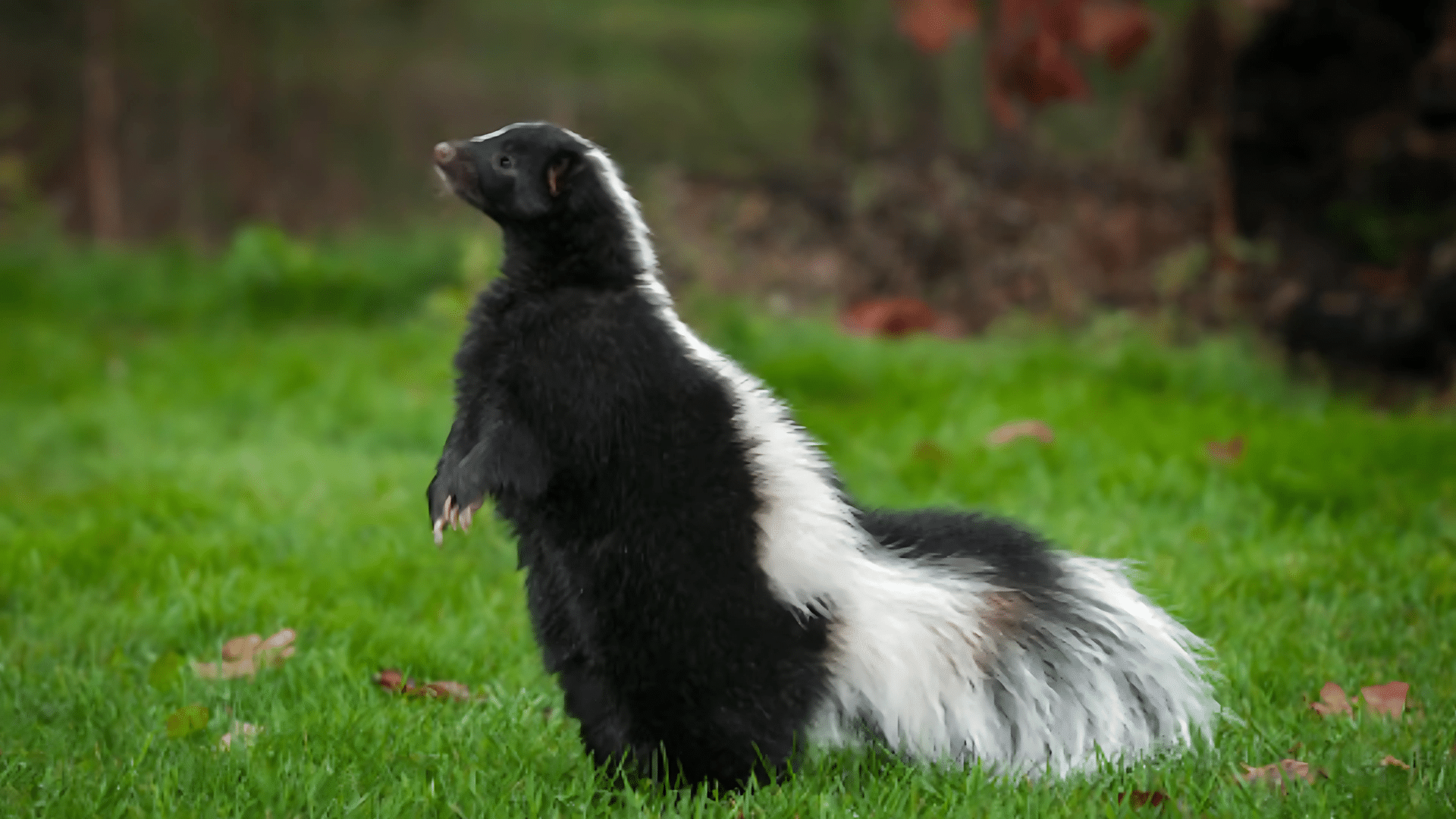 Skunks
