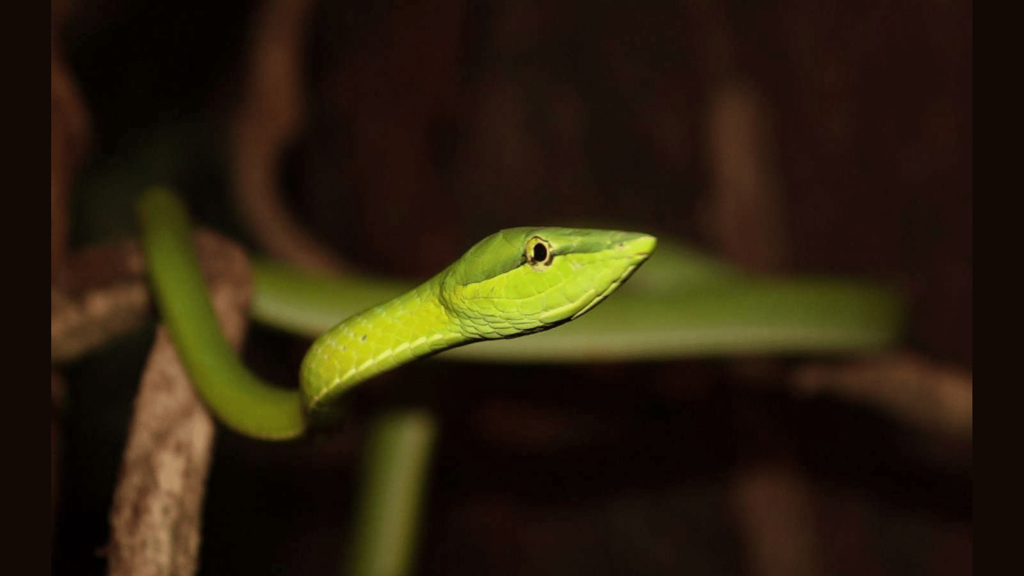 Slithering Residents