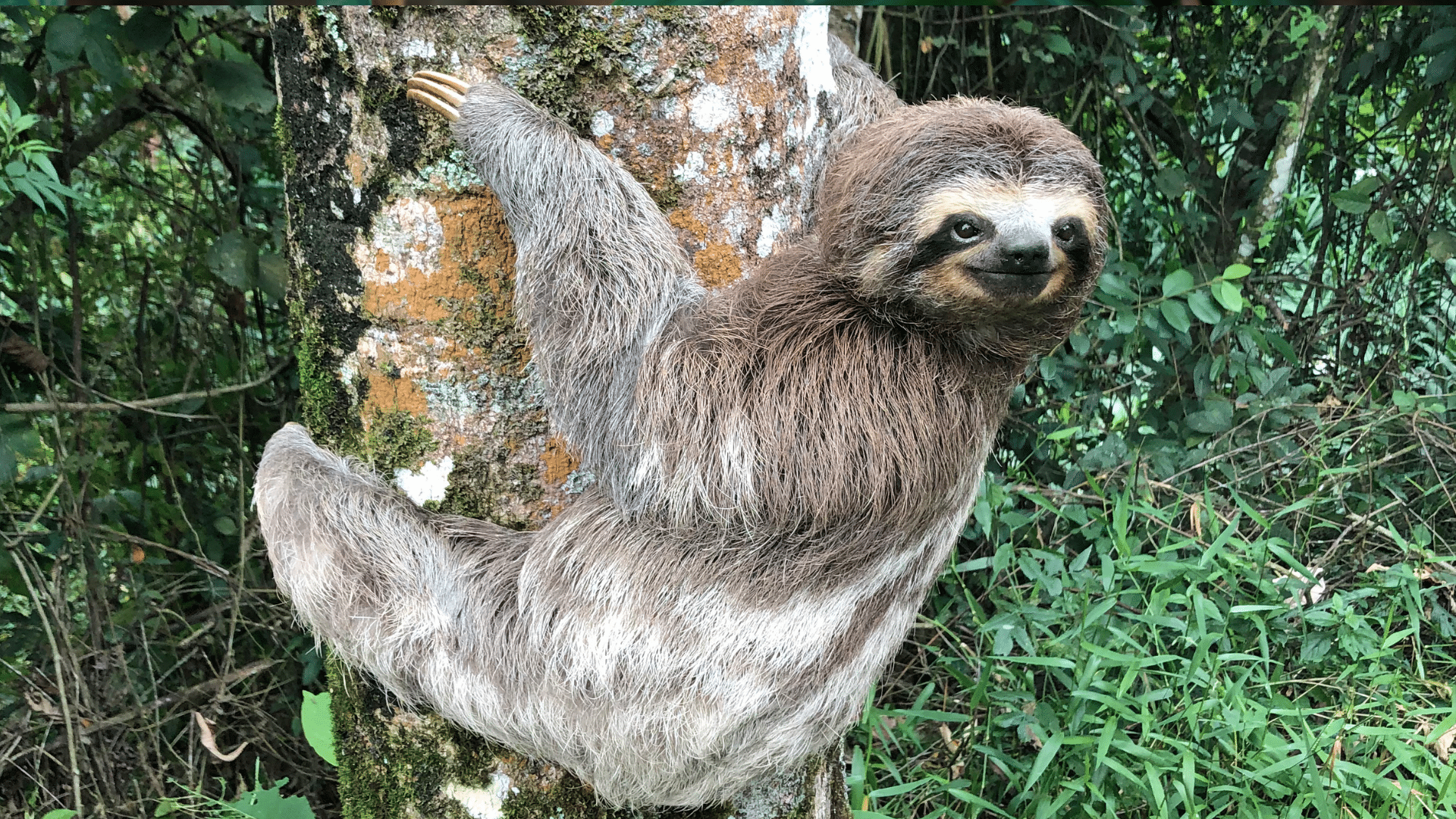 Sloth