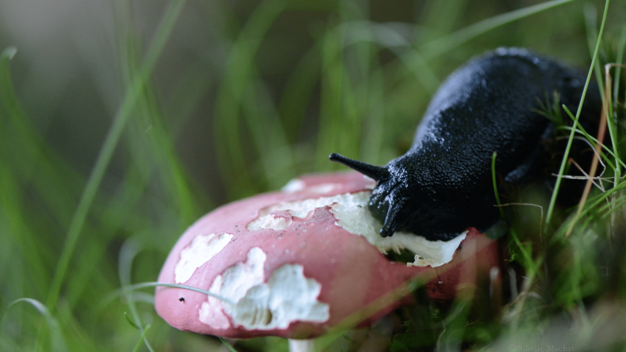 Slugs and Snails

