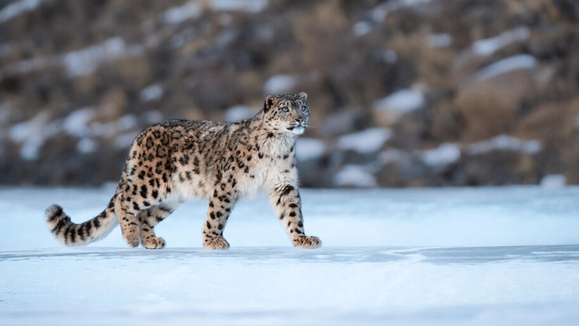 Snow Leopard