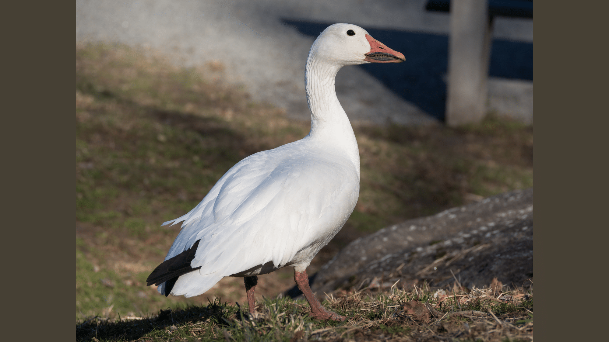 Snow Goose
