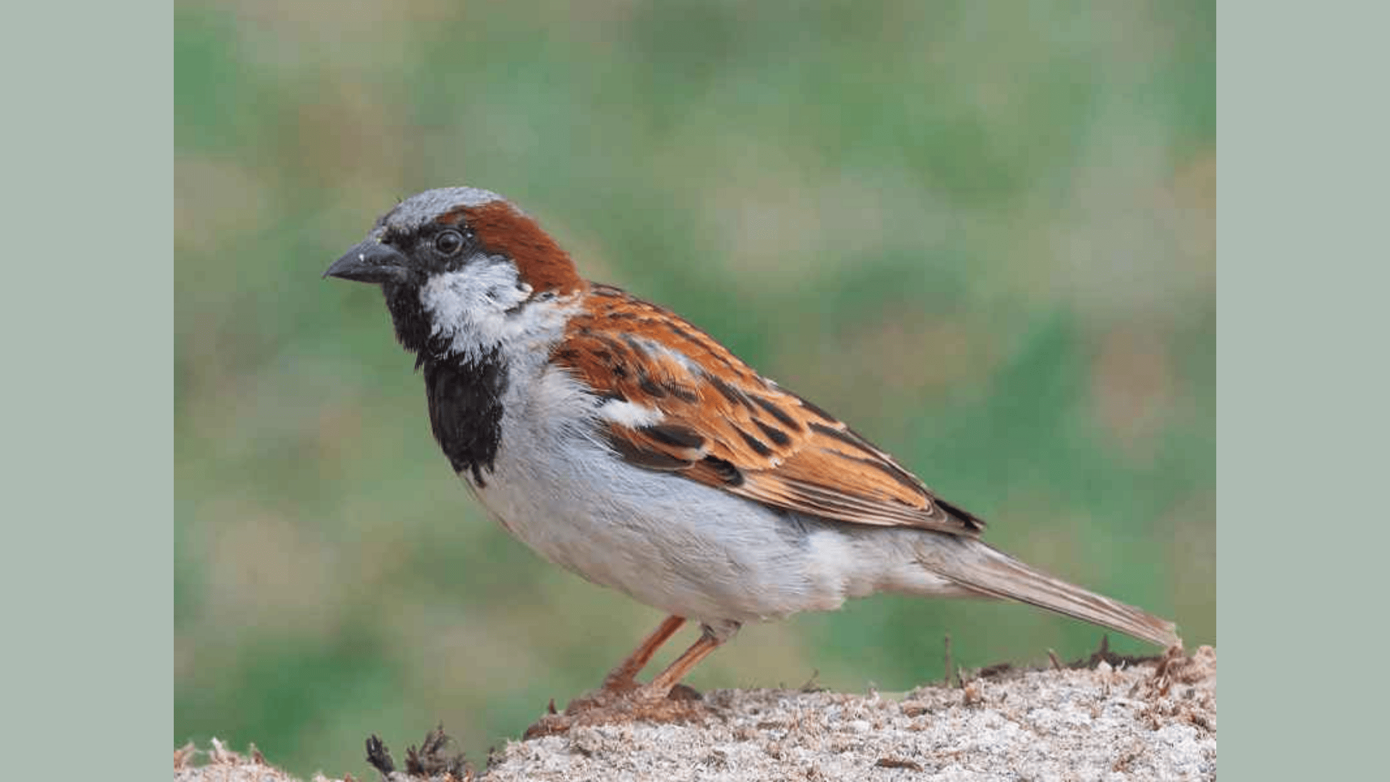 Sparrow