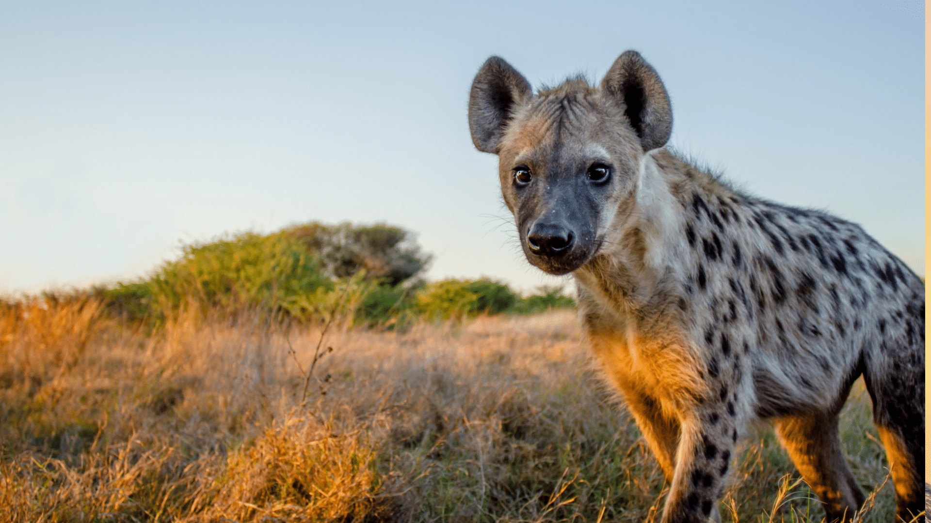 Spotted Hyena