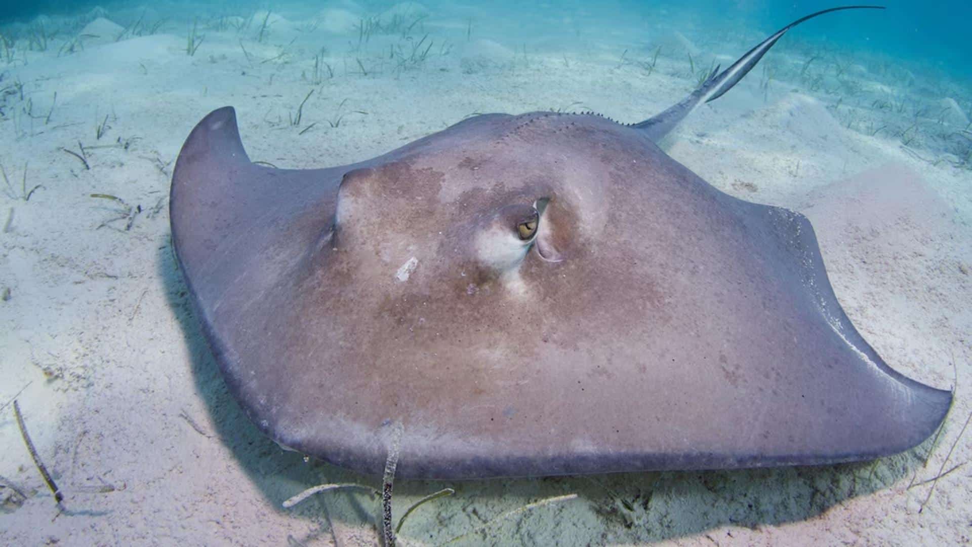 Stingray