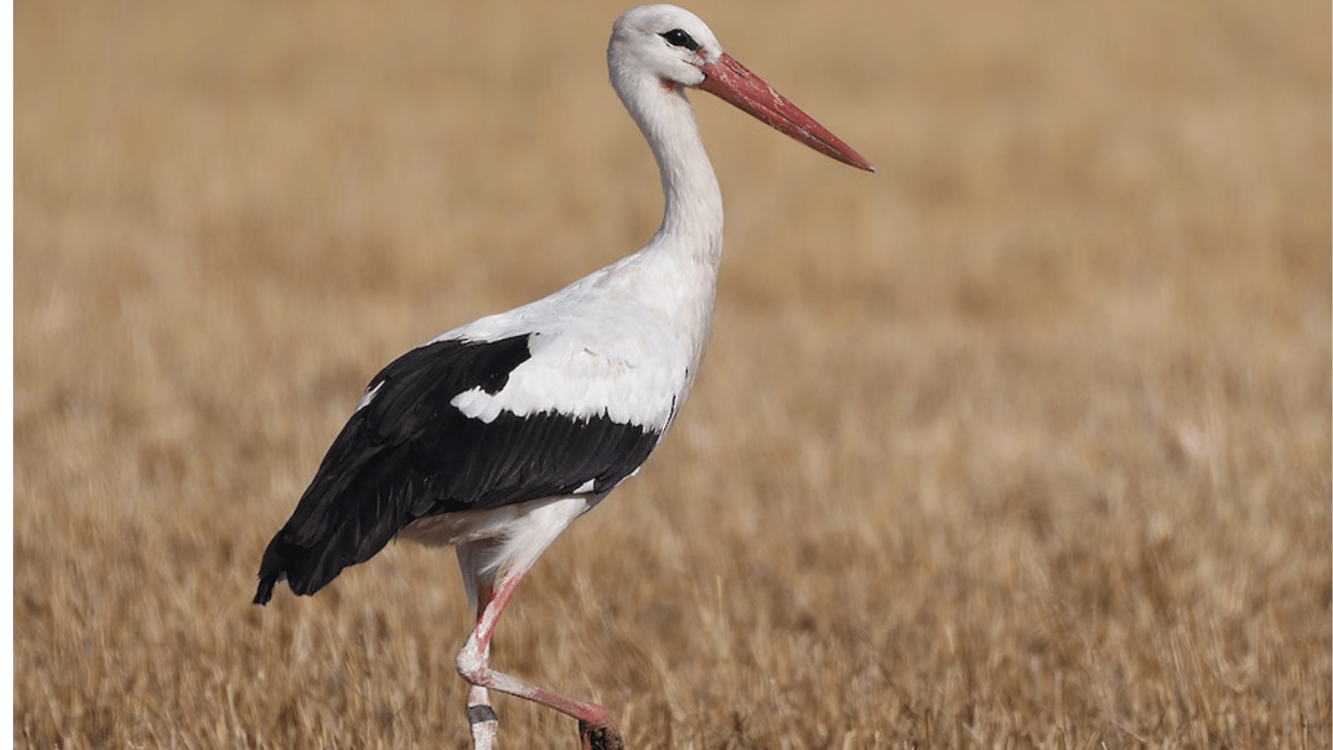 Stork