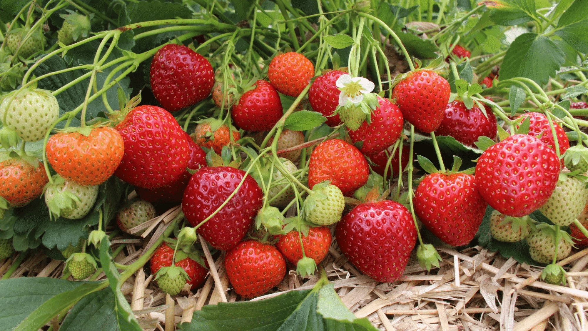 Strawberries