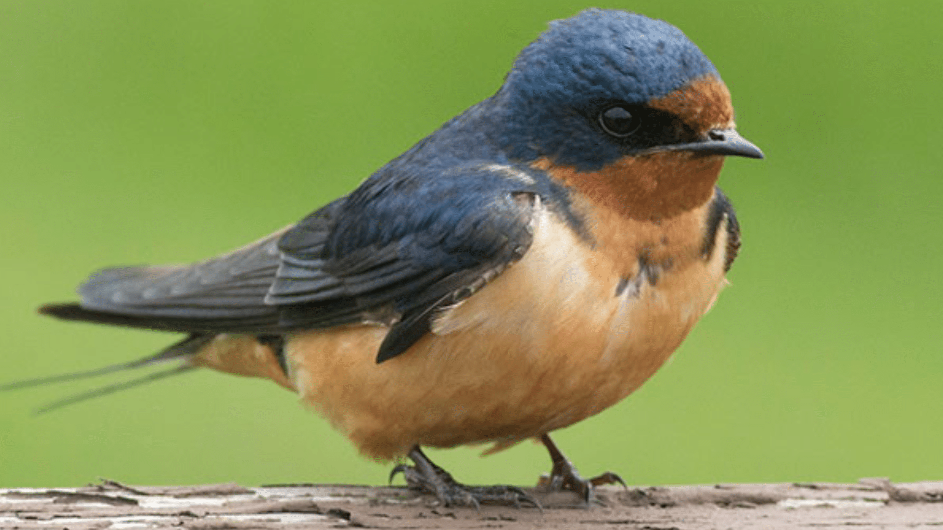 Swallow