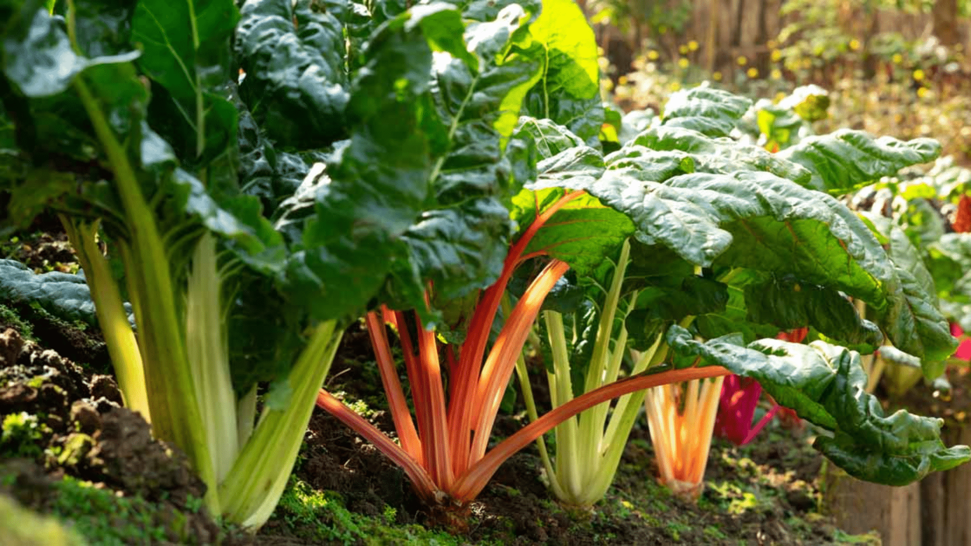 Swiss Chard: The Soil Disruptor