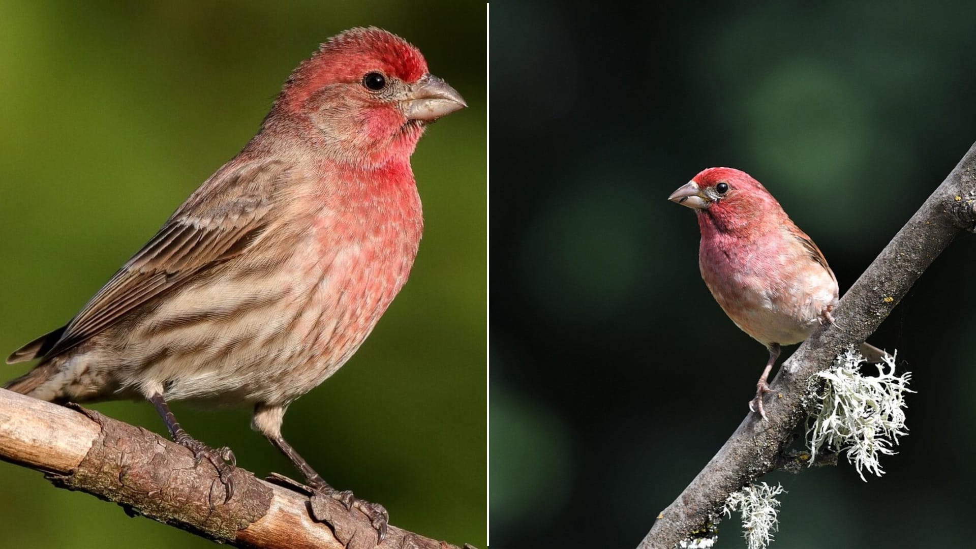 Telling Apart House Finches and Purple Finches
