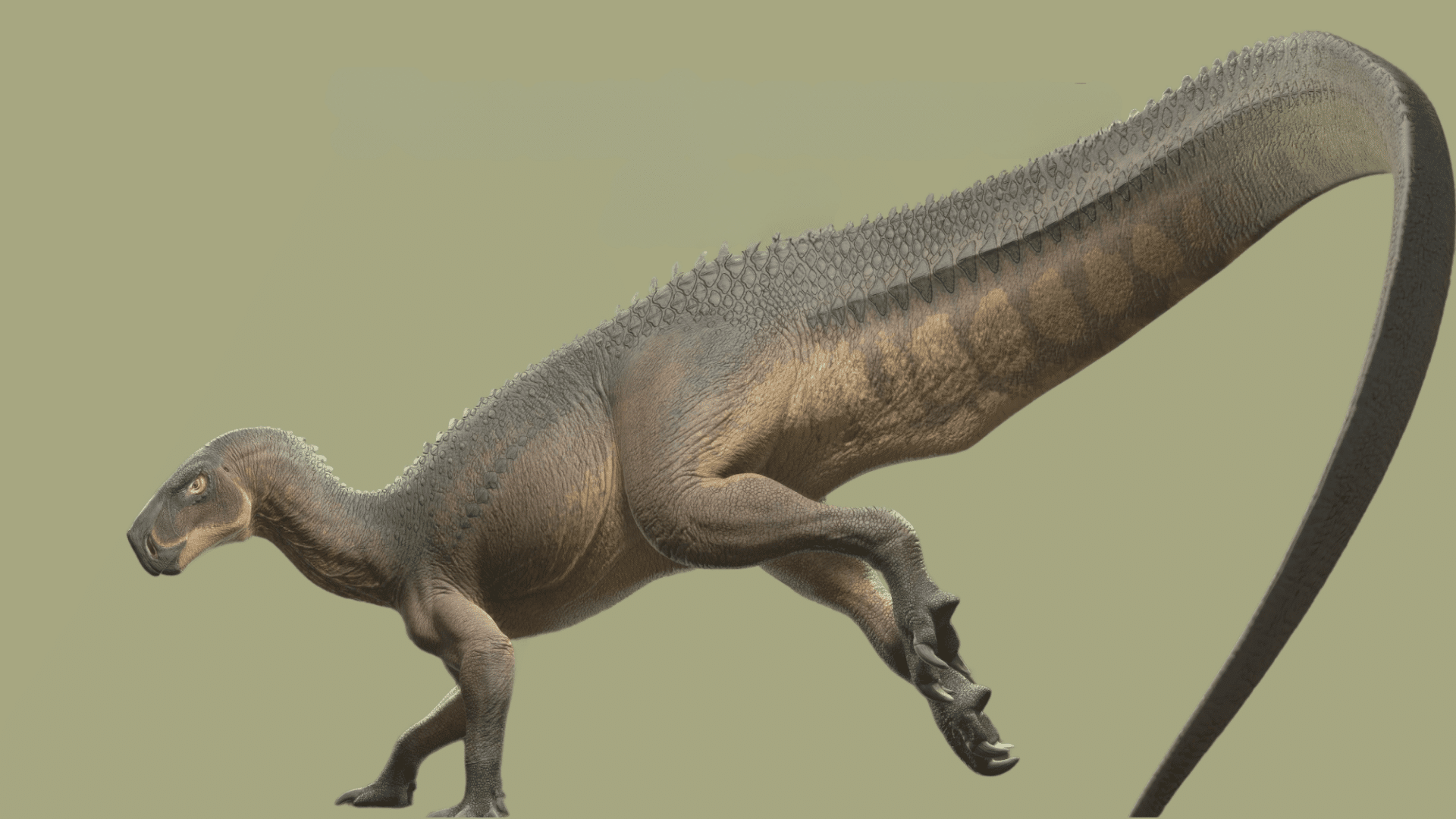 Tenontosaurus-Size