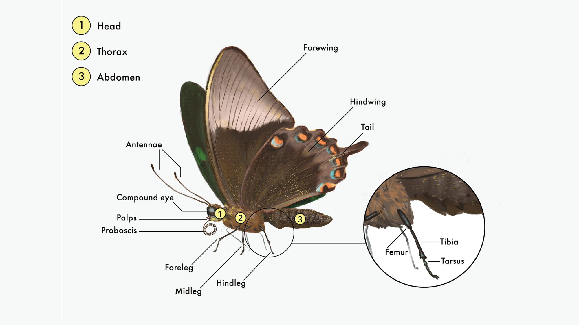 The Anatomy of a Butterfly
