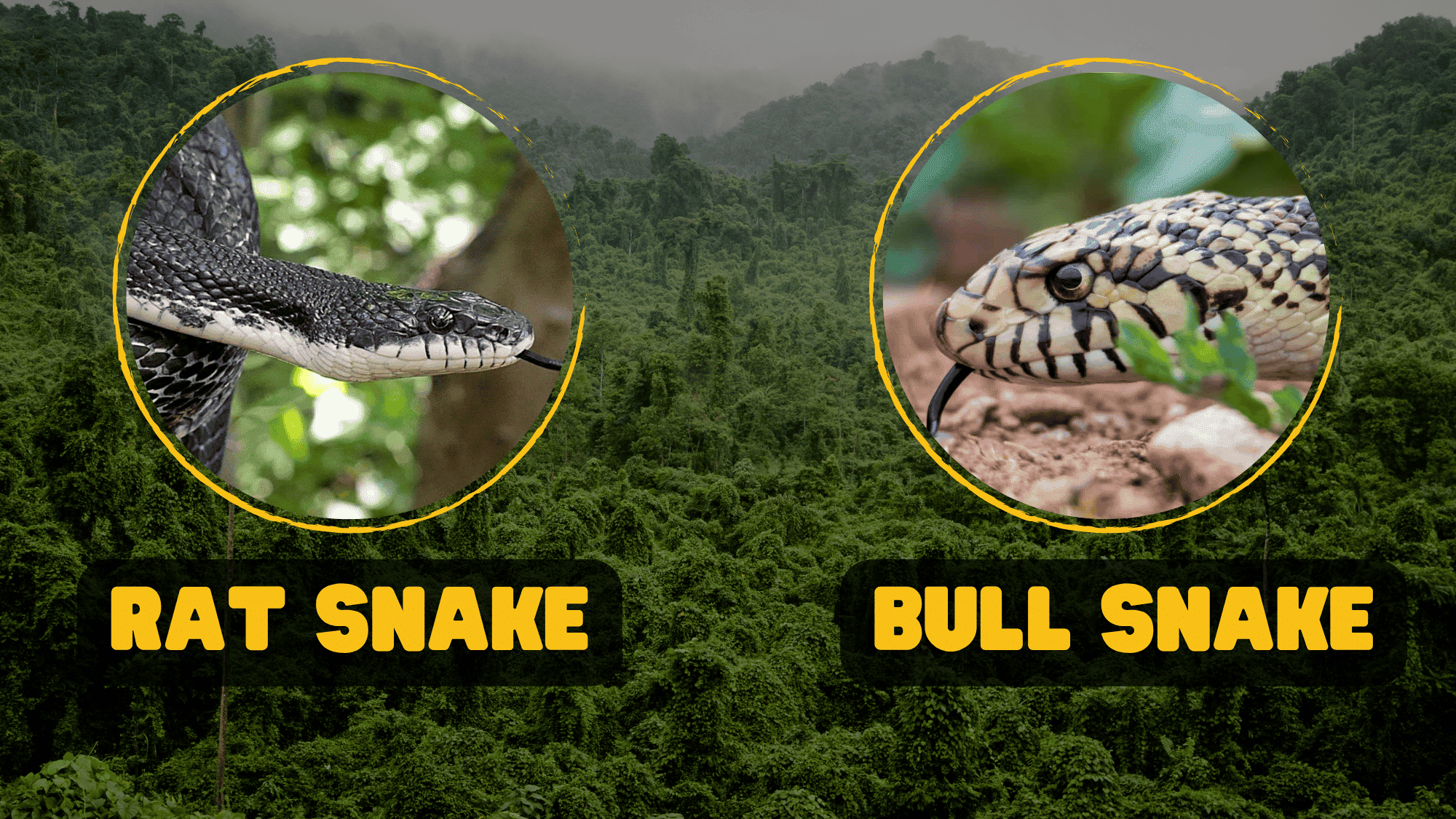 The Battle Between Bull Snake vs. Rat Snake
