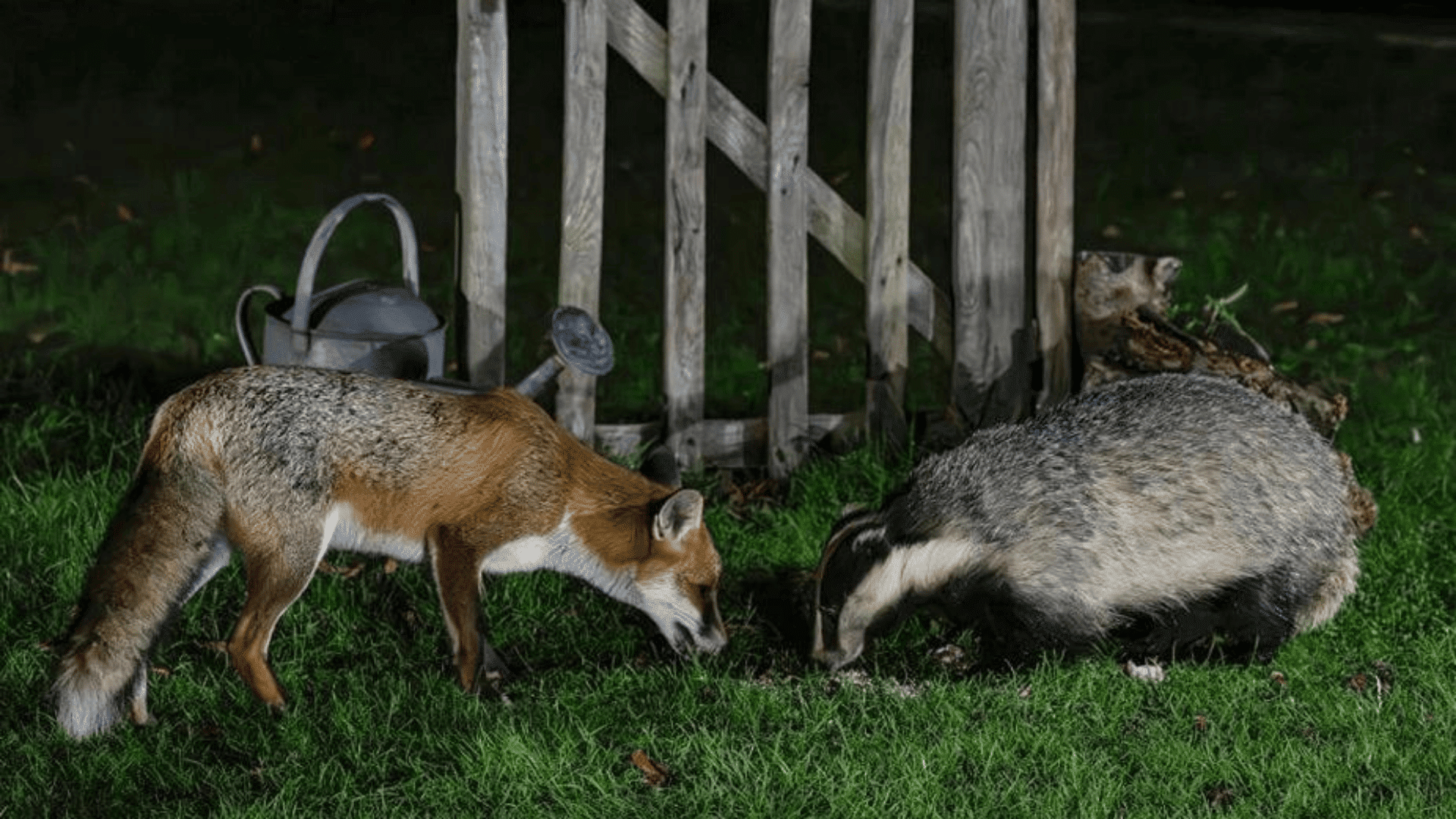 They Share Trails and Sometimes Dens