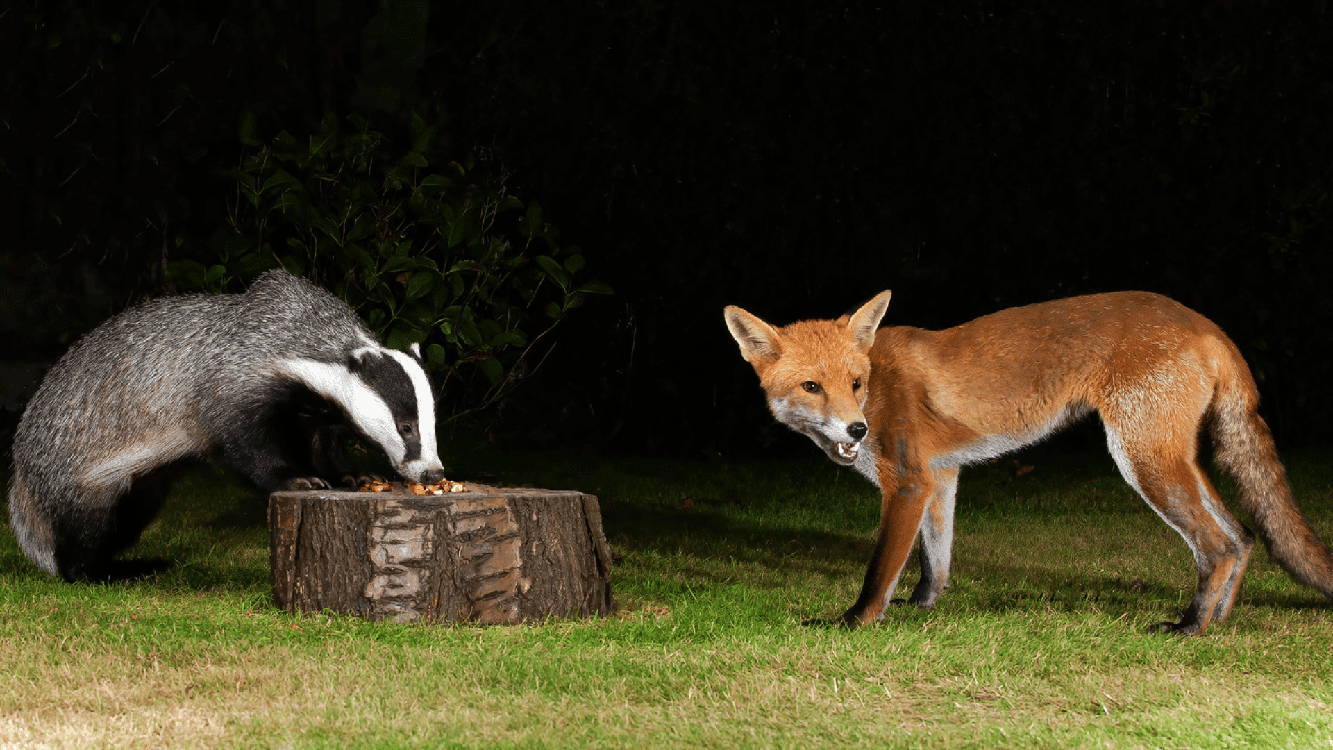 They Sometimes Team Up to Hunt