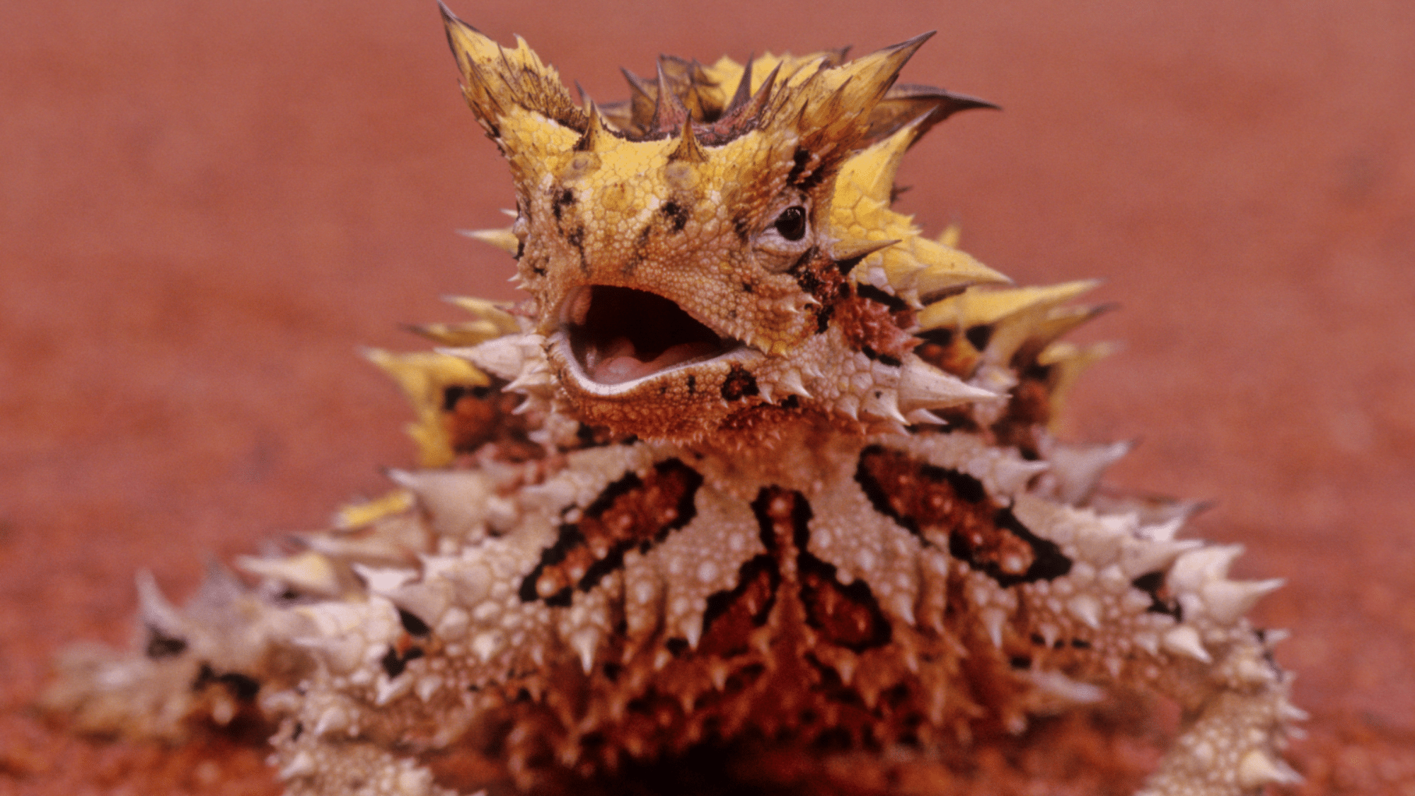 Thorny devil pet