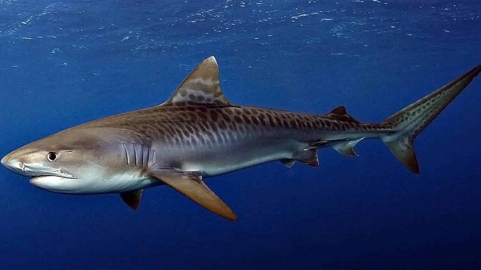 Tiger Shark
