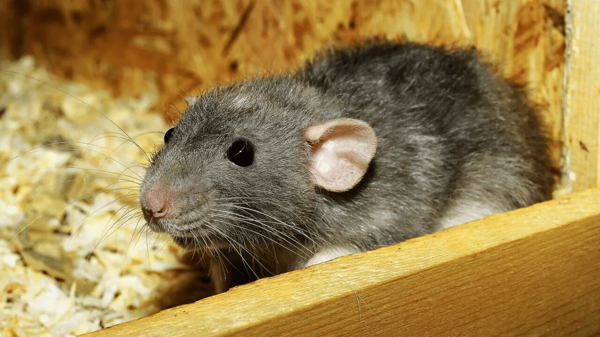 Tips to Get Rid of Rat Urine Smell