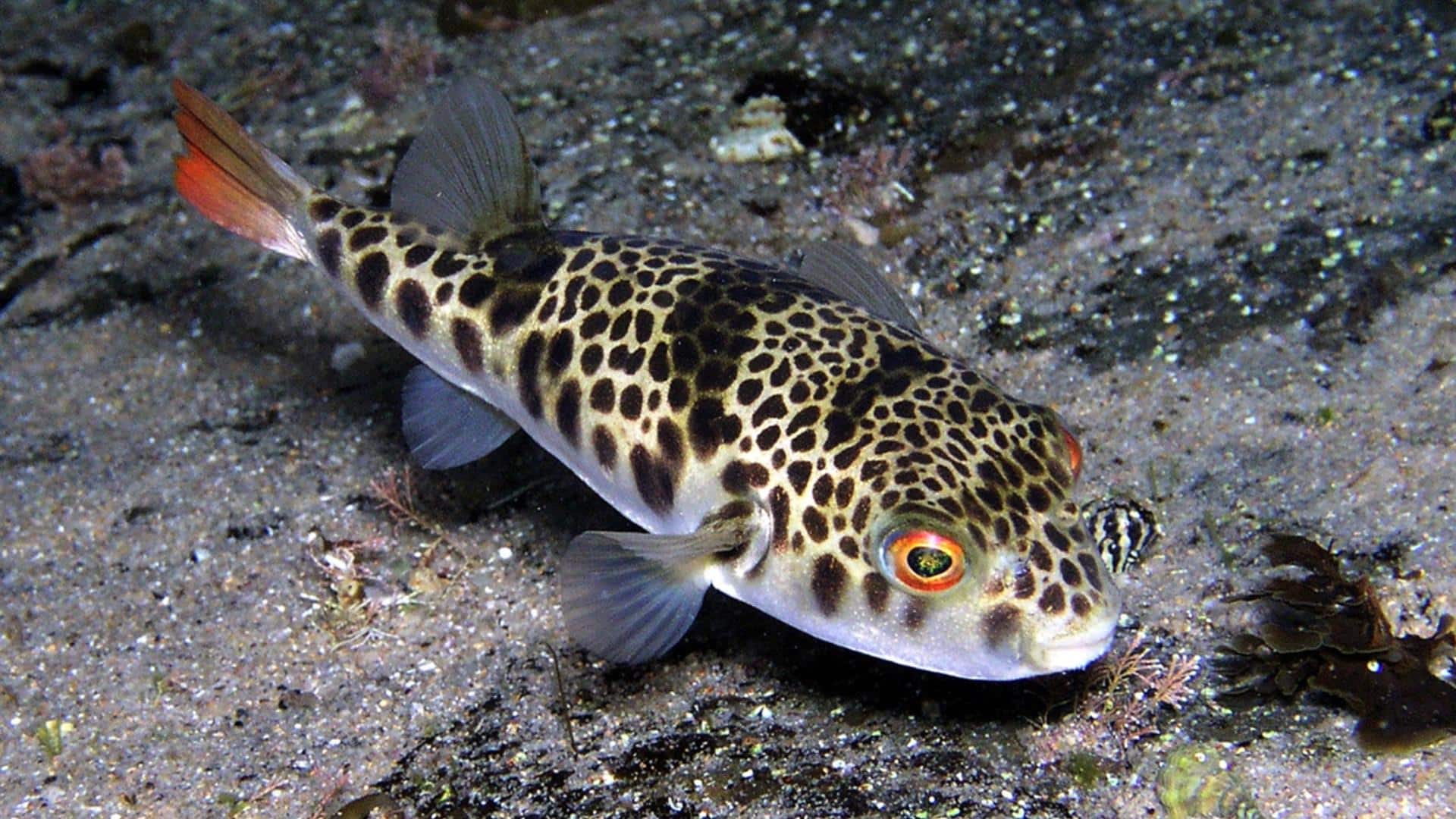 Toadfish (Smooth Toadfish)
