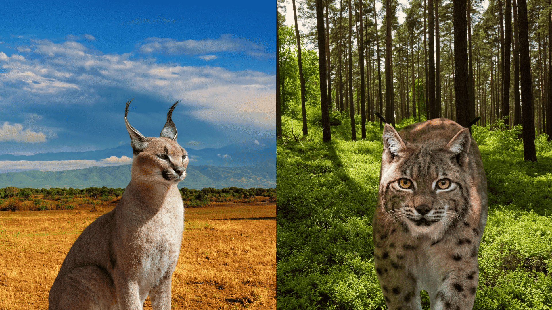 Traits That Separate Caracal and Lynx
