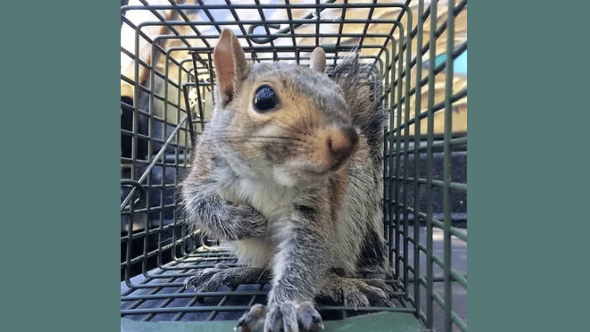 How to Trap Squirrel Safely and Legally at Home?