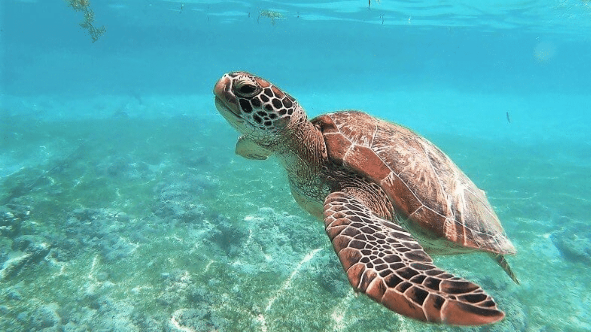 Turtle