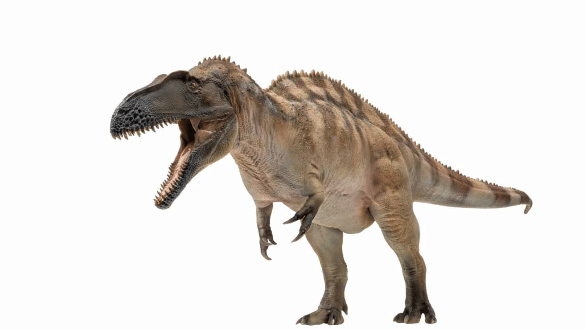 Understand Acrocanthosaurus Diet