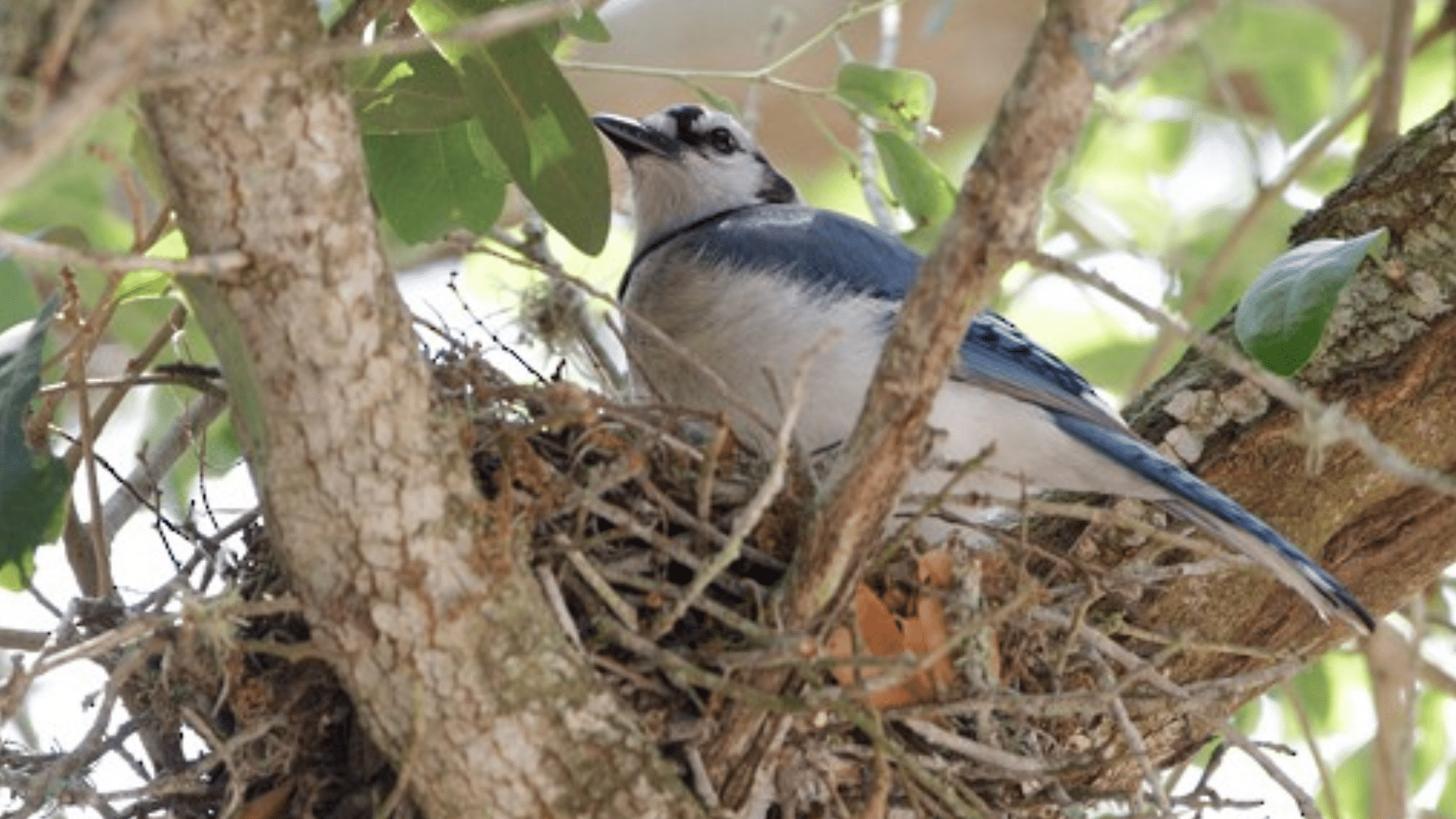Understanding Blue Jay Habitat and Traits
