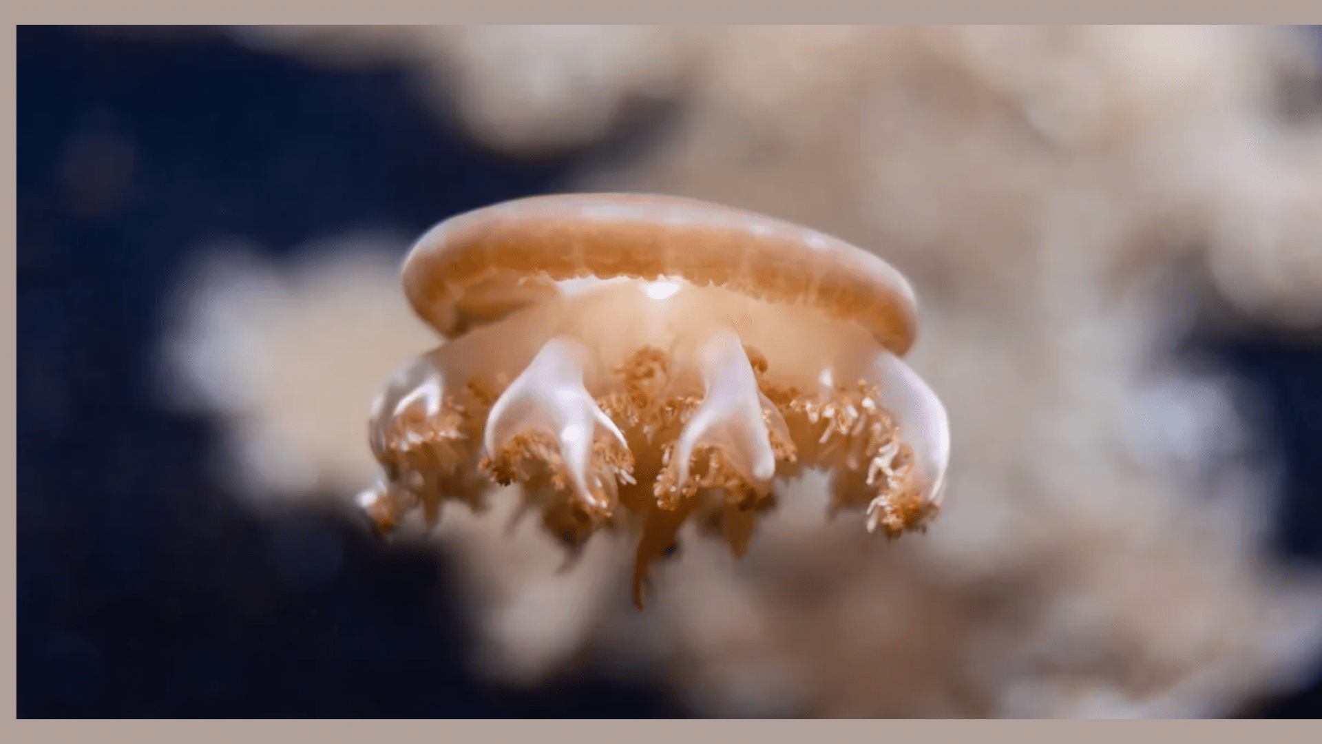 Upside-Down Jellyfish (Cassiopea)
