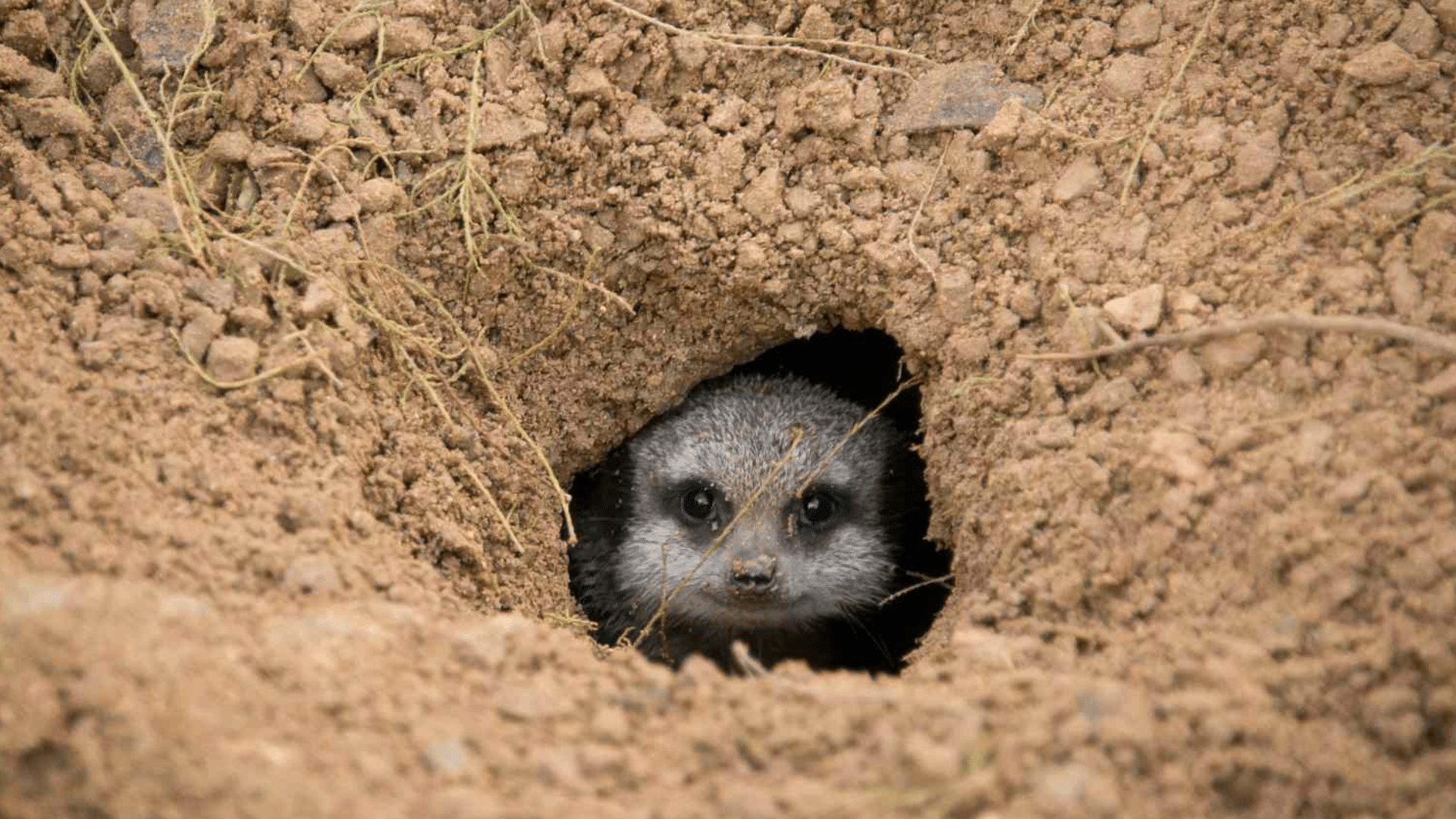 Use of Burrows and Tunnels