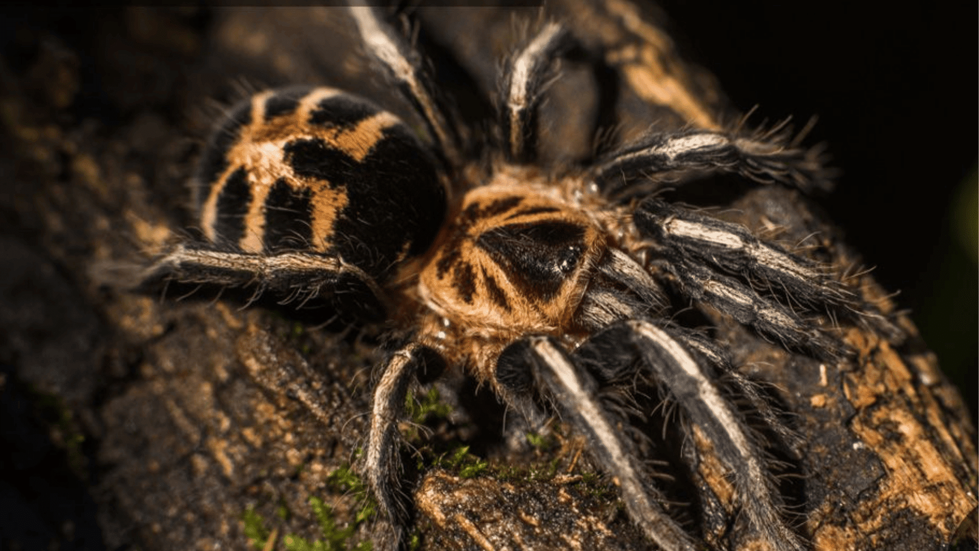 Venezuelan Dwarf Beauty Tarantula (Cyriocosmus Leetzi)
