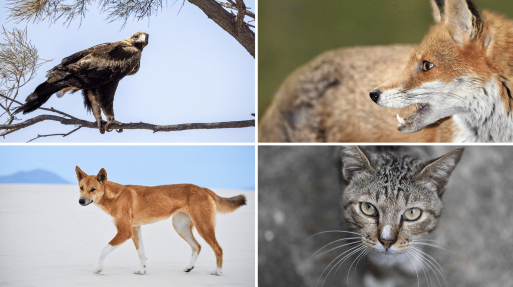 7 Most Dangerous Wallaby Predators