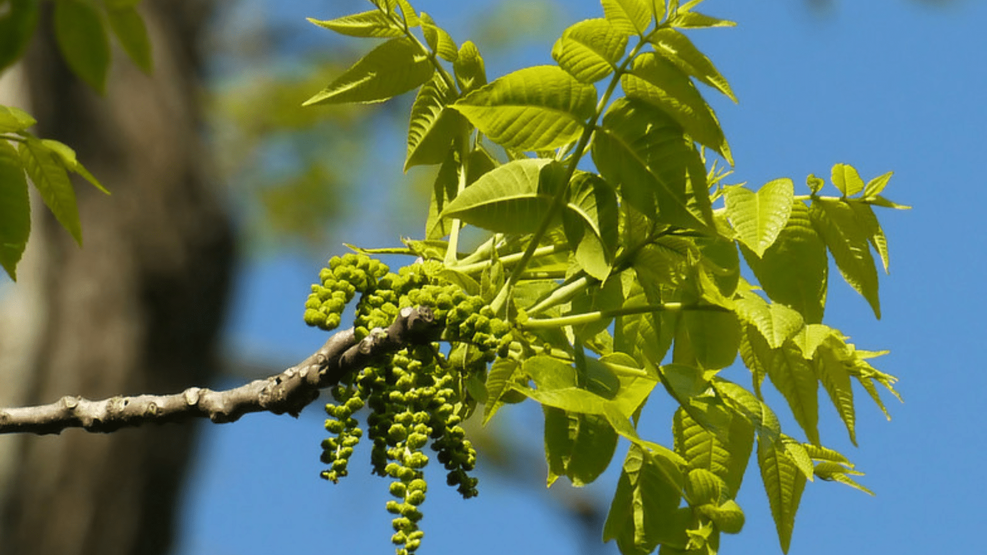 Walnut