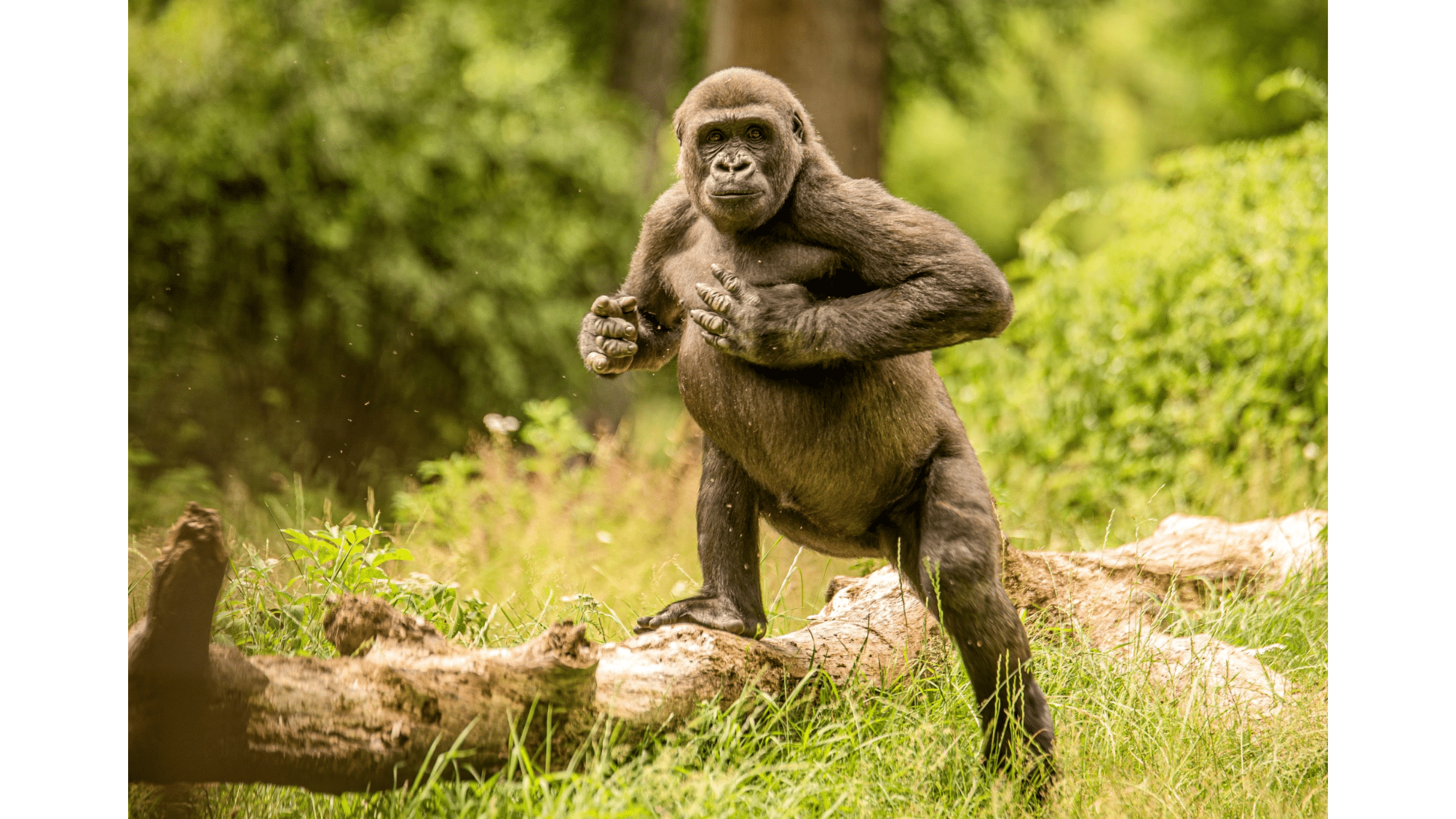 Warning Signs and Gorilla Body Language