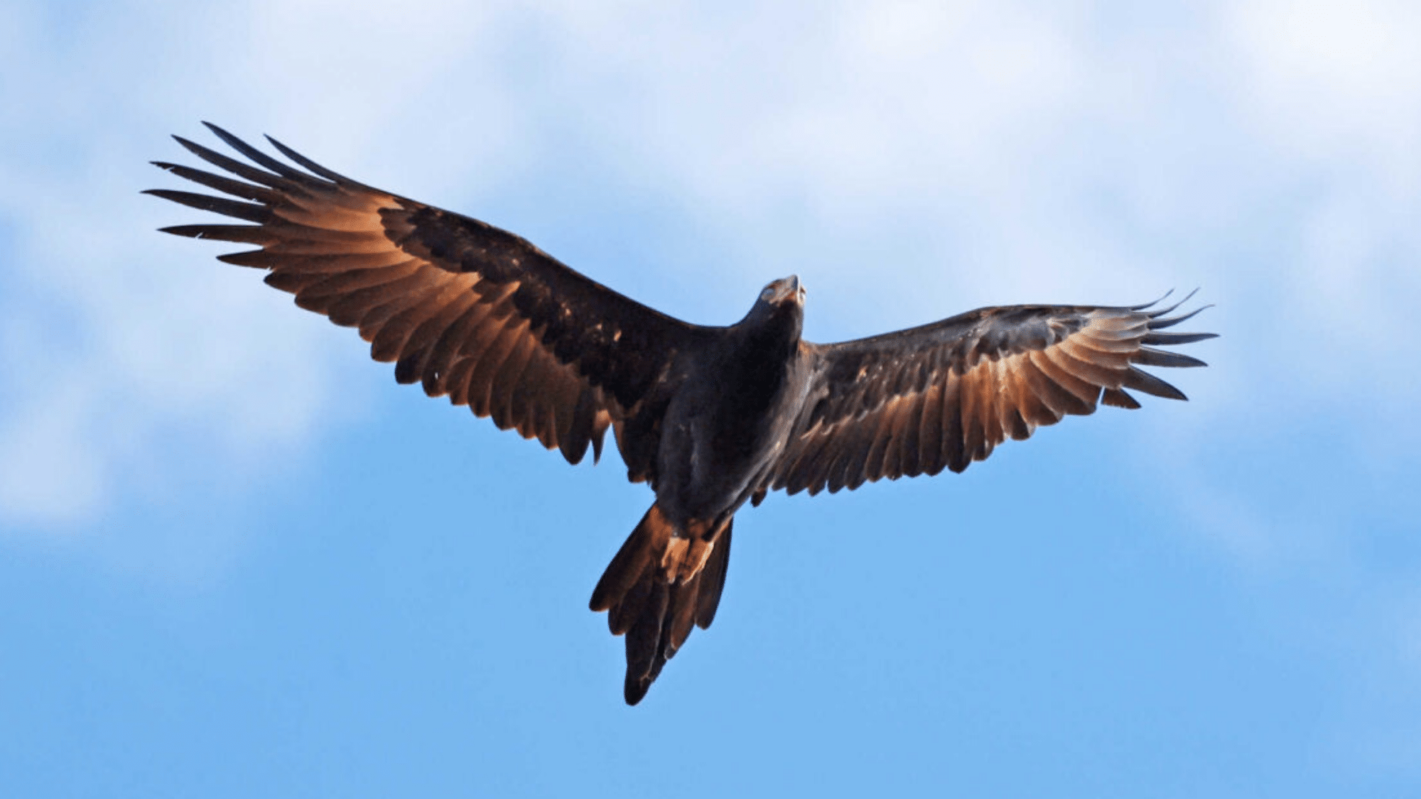 Wedge-Tailed Eagles