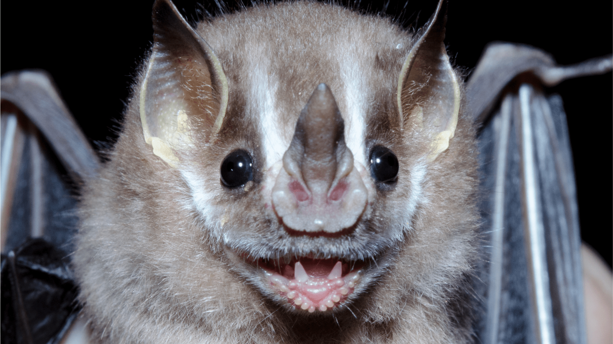 What to Do If You Suspect a Bat Bite?

