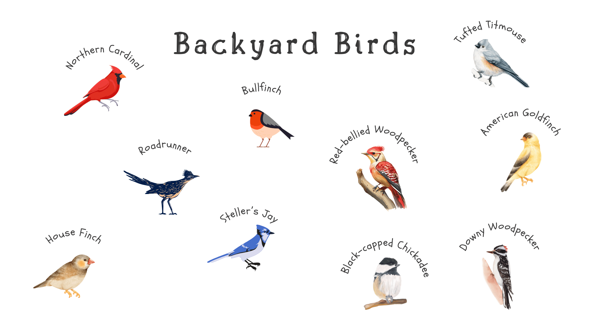 What Birds Might Show Up?
