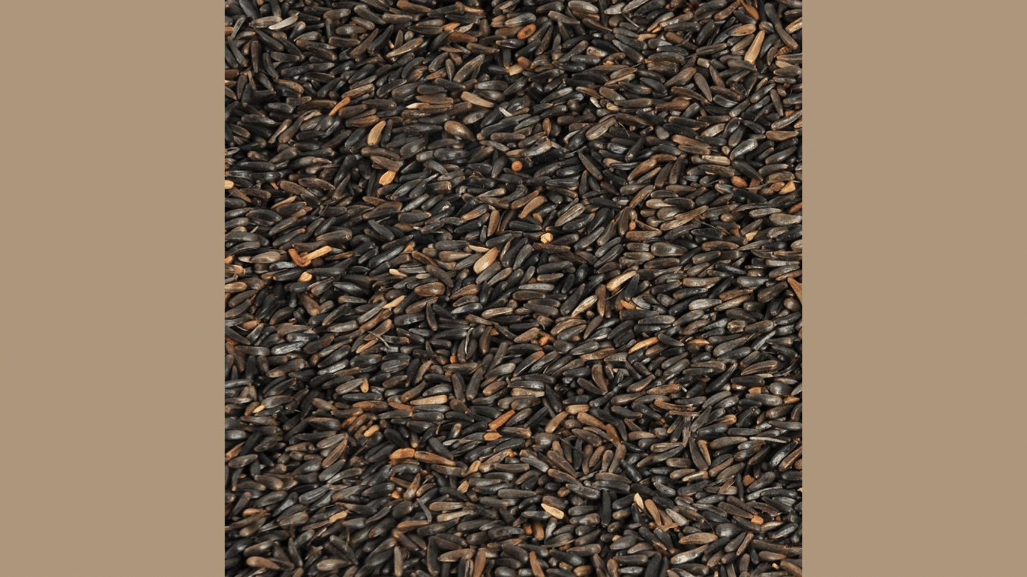 What are Nyjer Seeds?
