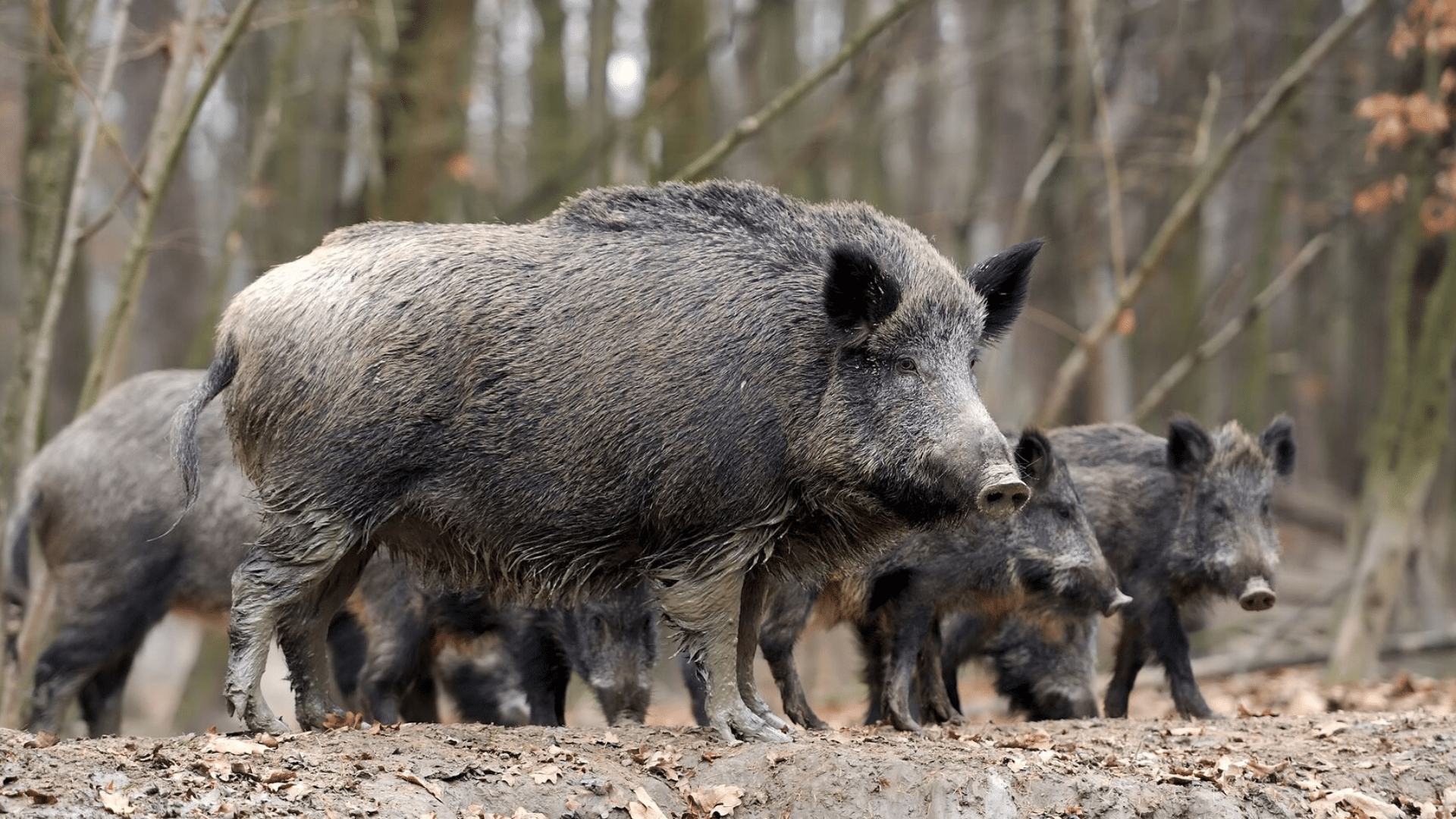 When are Boars Most Dangerous?