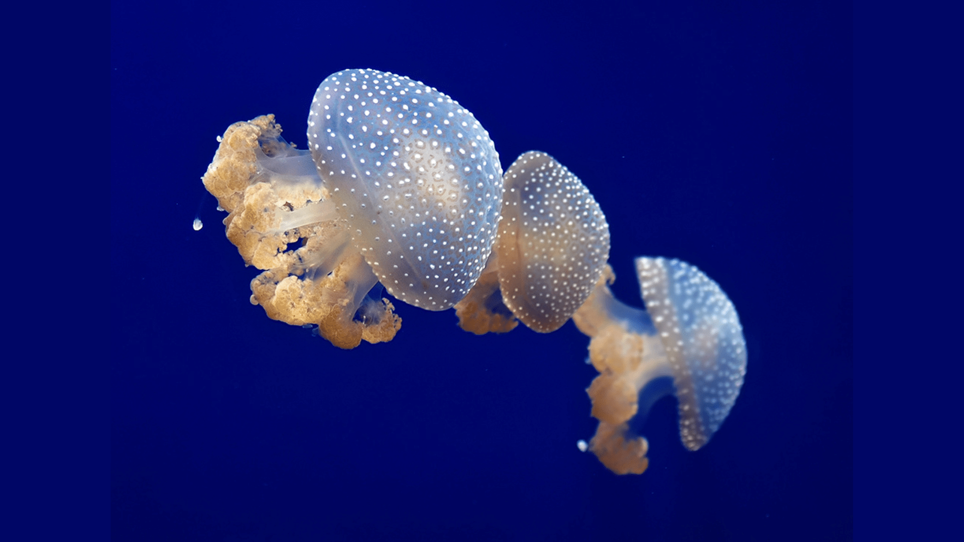 White-Spotted Jellyfish (Phyllorhiza Punctata)